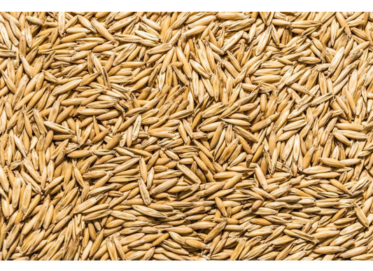 شعير حبة كاملة - Barley  Whole
