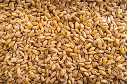 Durum Wheat “Qamadi” - قمح قاسي